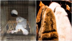 VIDEO: Desivé zábery