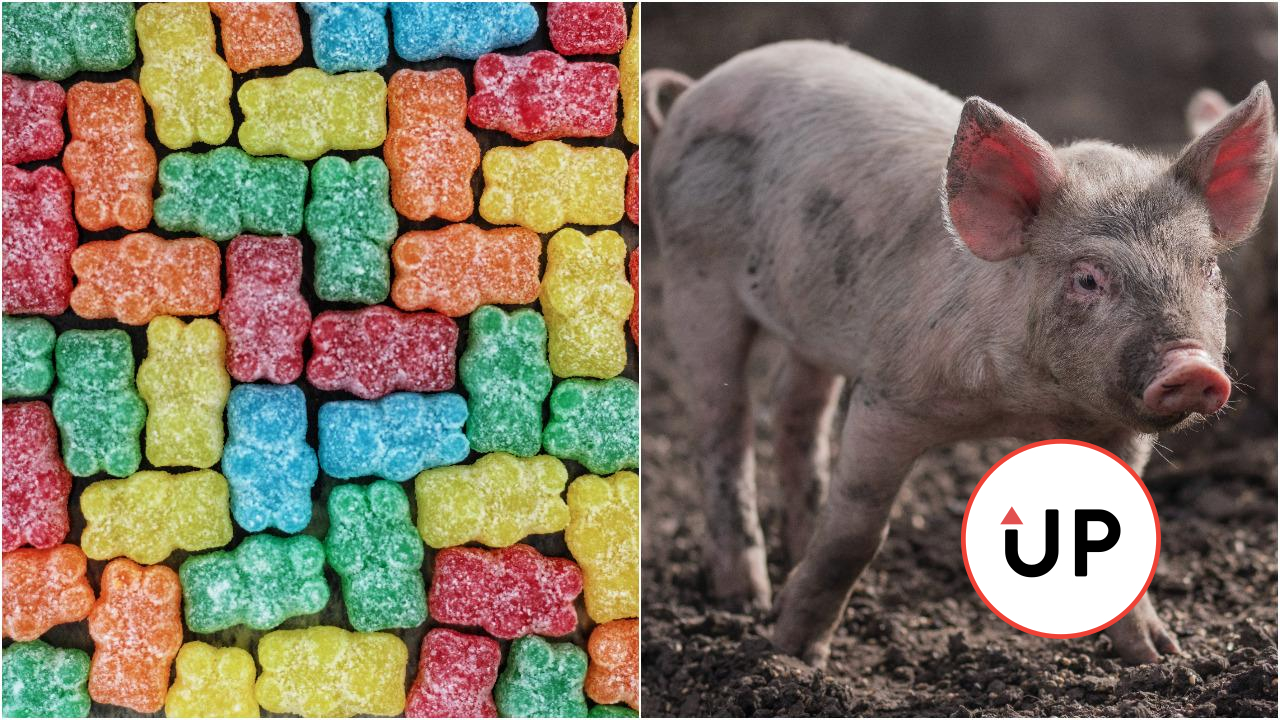 prasa a želatínové cukríky