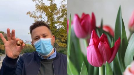 Vallo tulipány Holandsko 10 000