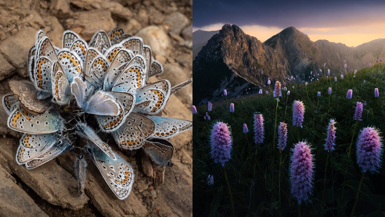 50494088687_d4ce011939_o