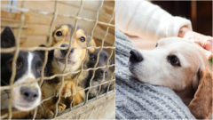 Zvierací obudsman zlaty hauko pes