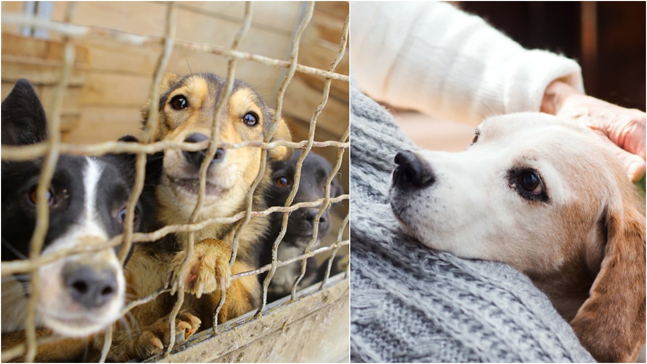 Zvierací obudsman zlaty hauko pes