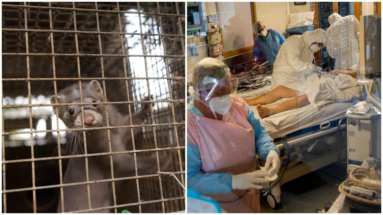 norky, koronavirus, panedmia