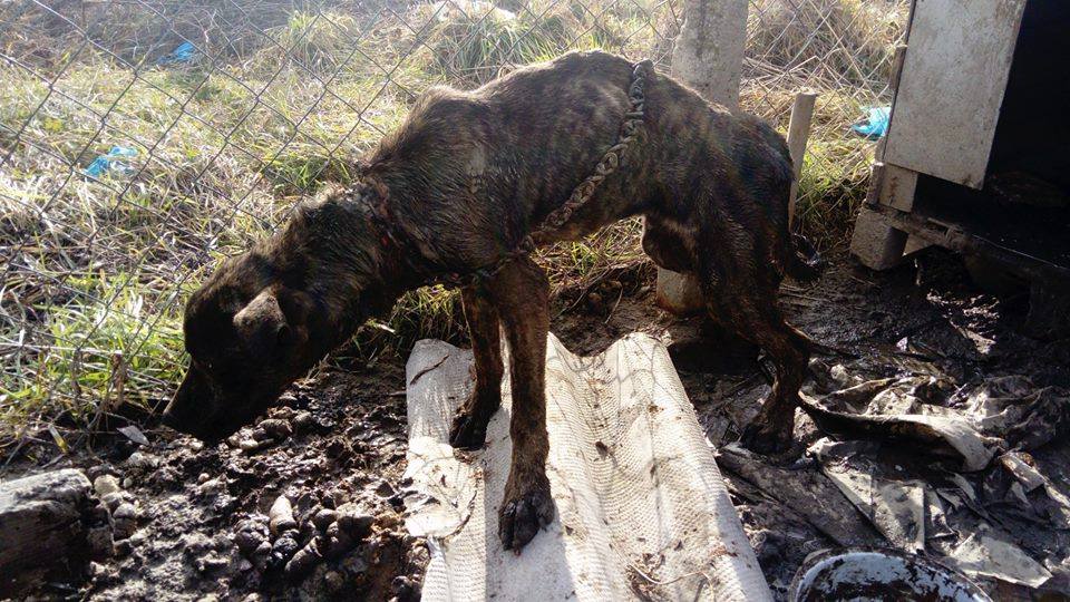 pes, retaz, sloboda zvierat