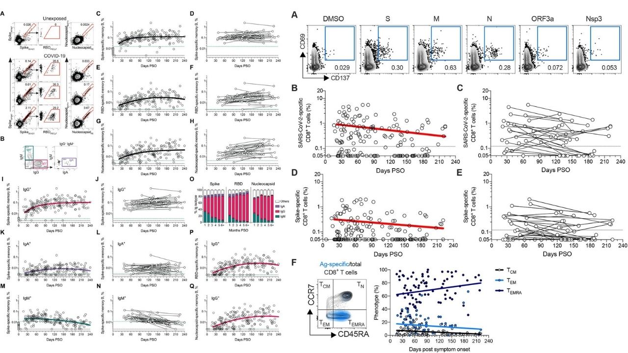 T bunky, B bunky imunita SARS-CoV-2 výsledky štúdie