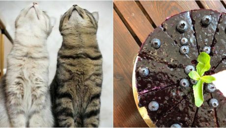 mačky kaviareň koláč