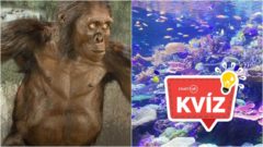 Australopitekus podmorský svet