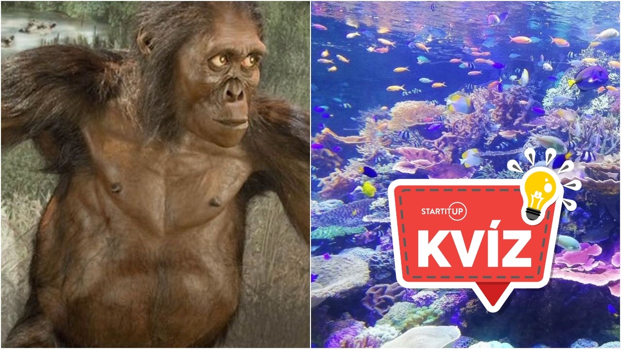 Australopitekus podmorský svet