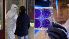 antigénový test, petriho misky