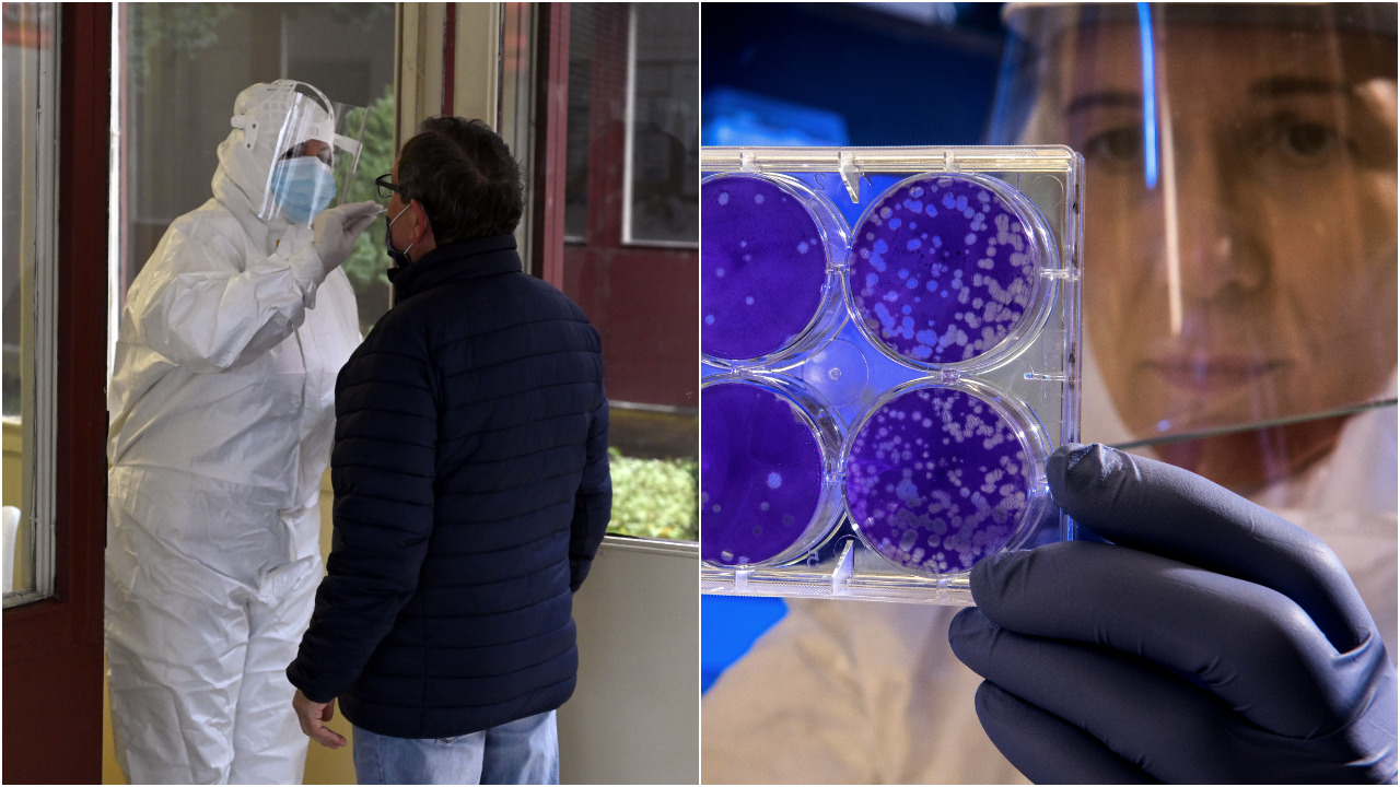 antigénový test, petriho misky