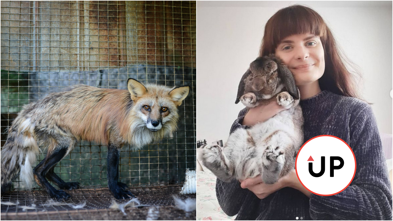 zajac, líška, klietkovy chov