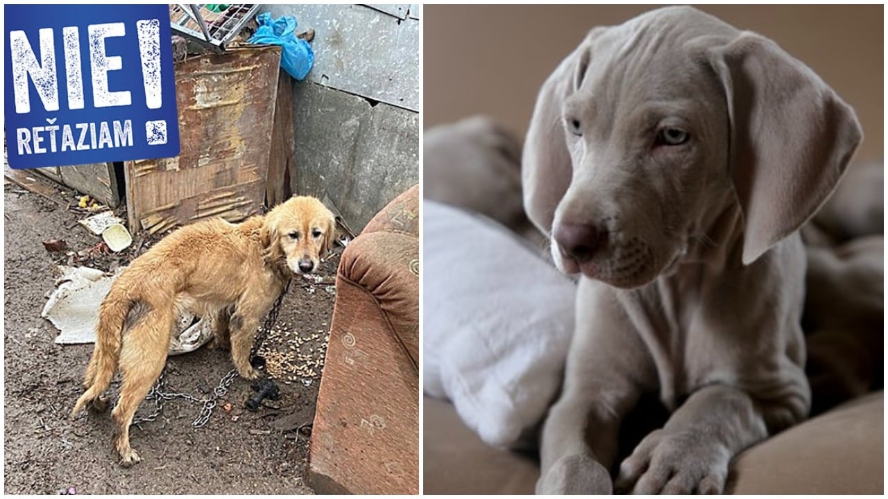 pes, retaz, sloboda zvierat