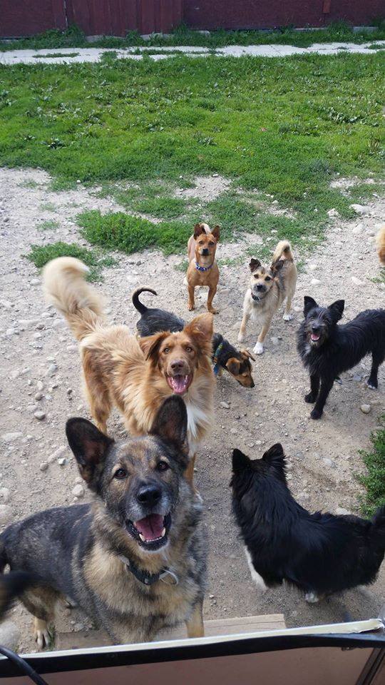 20638161_779699918822022_636549851229671942_n