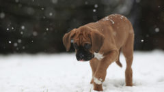 šťeňa boxera sneh