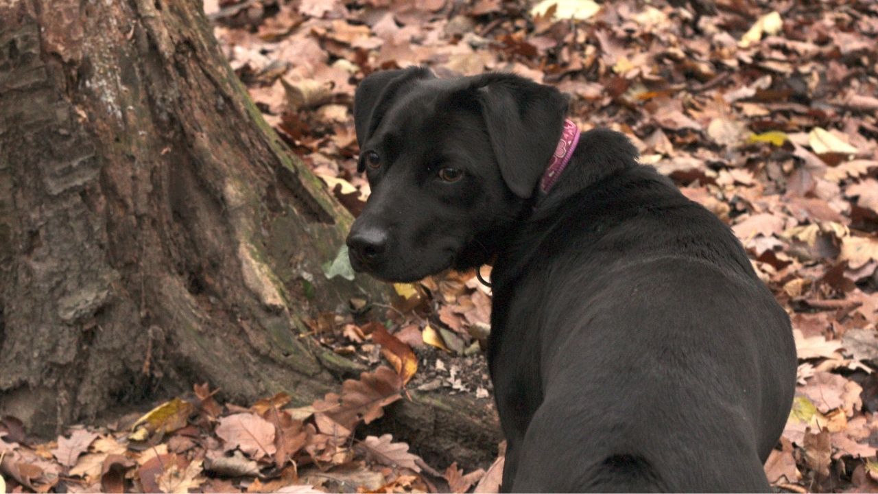 útulok pes venčenie