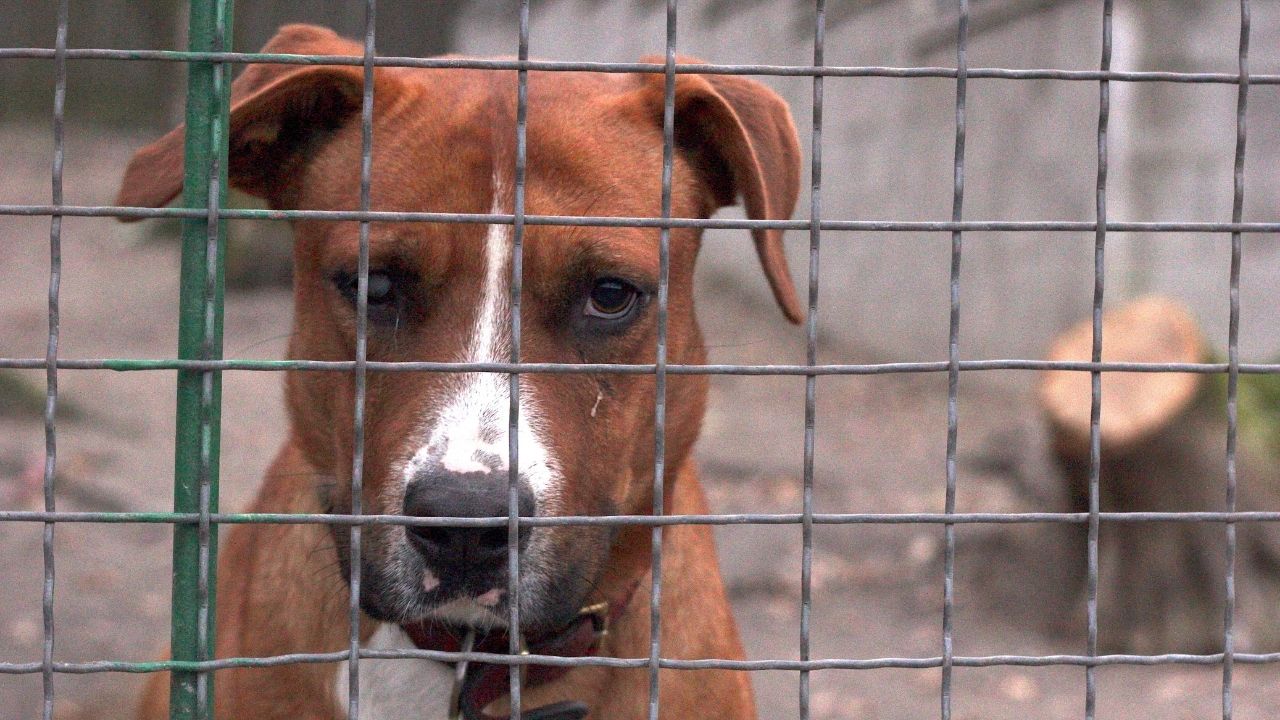 útulok pes slovoba zvierat