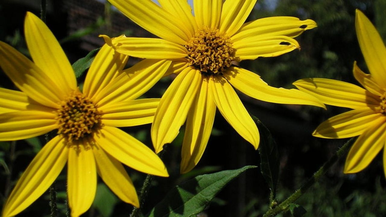 Slnečnica hľuznatá