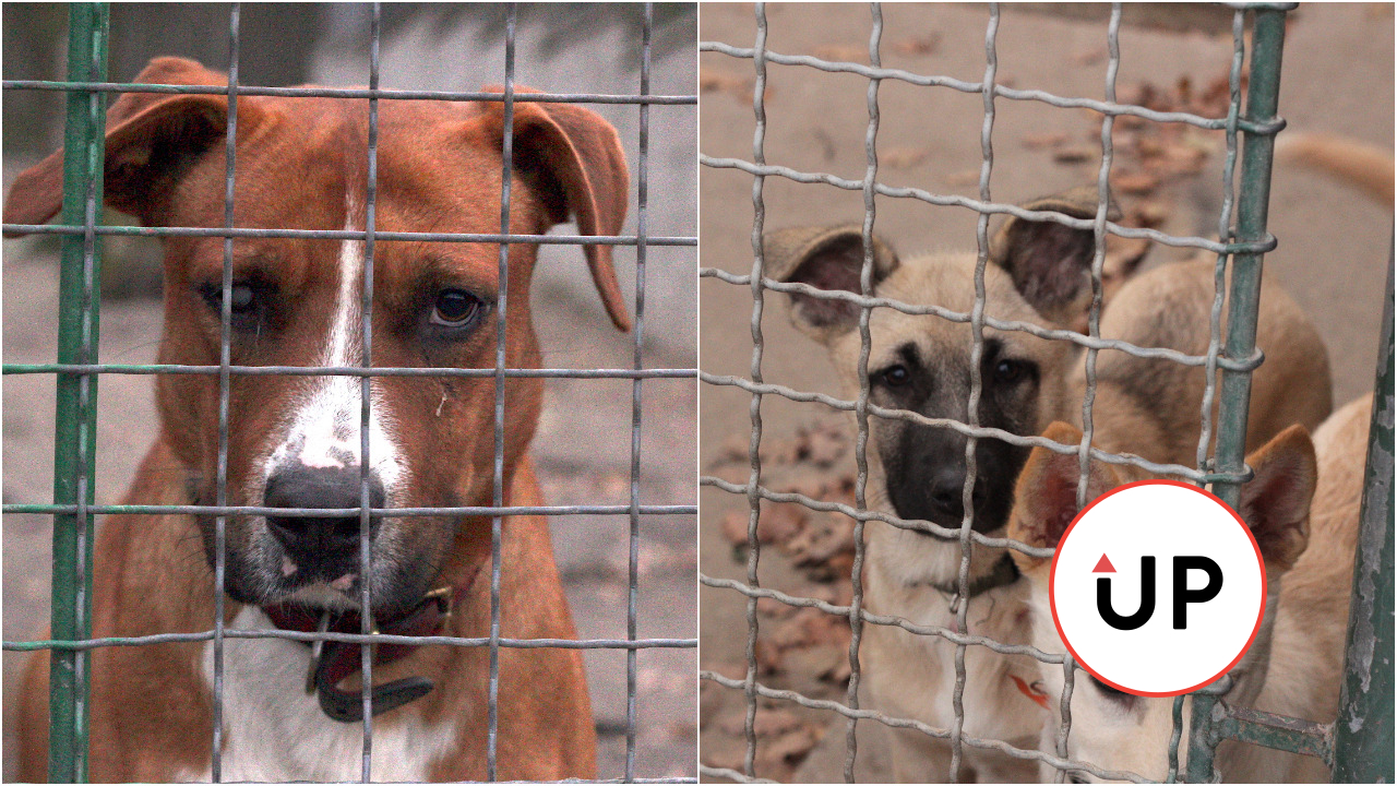 útulok psy slovoba zvierat