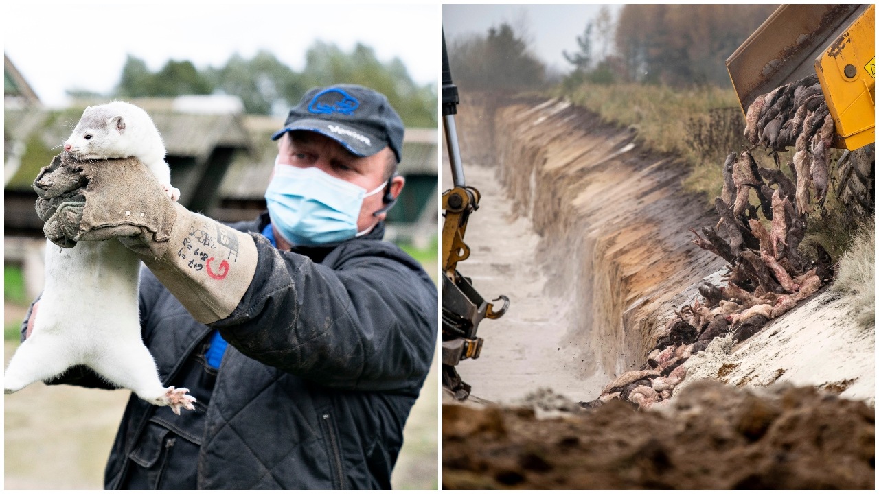 norky farma kozusina