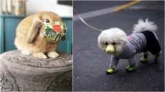 rúška pre psov, rúško pre domáceho miláčika, zajac, pes, covid