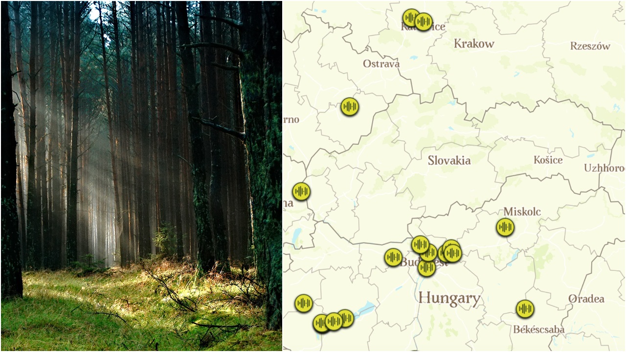 les, Sound of the Forest, festival, stromy