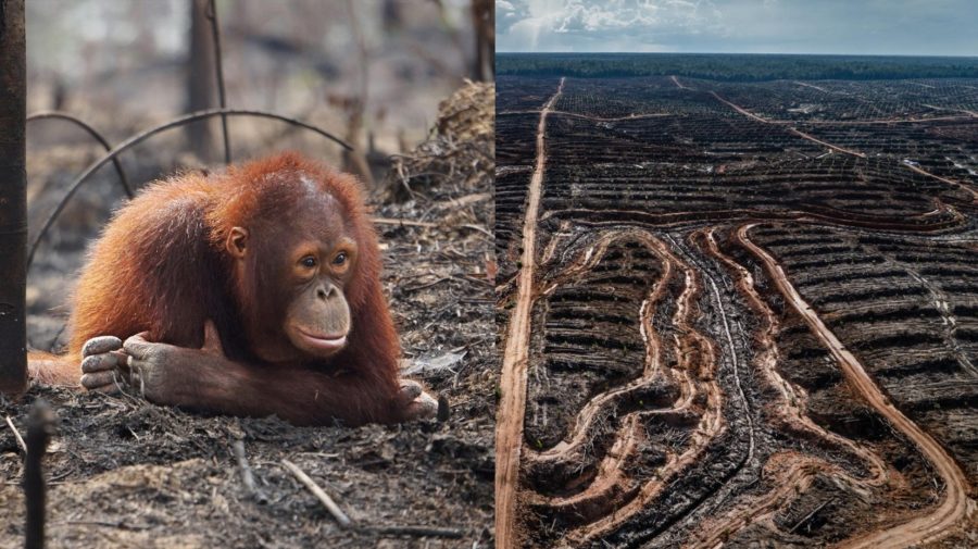 zivotne prostredie, orangutan, palmovy olej