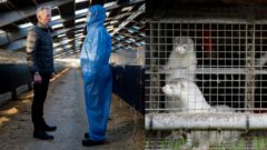 norky, humanny pokrok