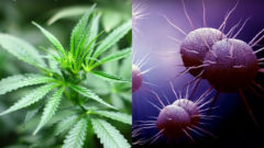 Marihuana, MRSA baktéria