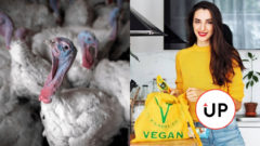 Nikoleta Kovacs, veľkochov sliepky