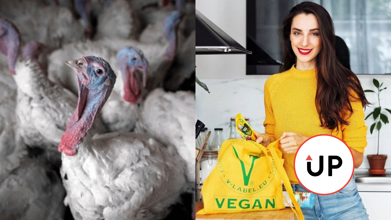 Nikoleta Kovacs, veľkochov sliepky