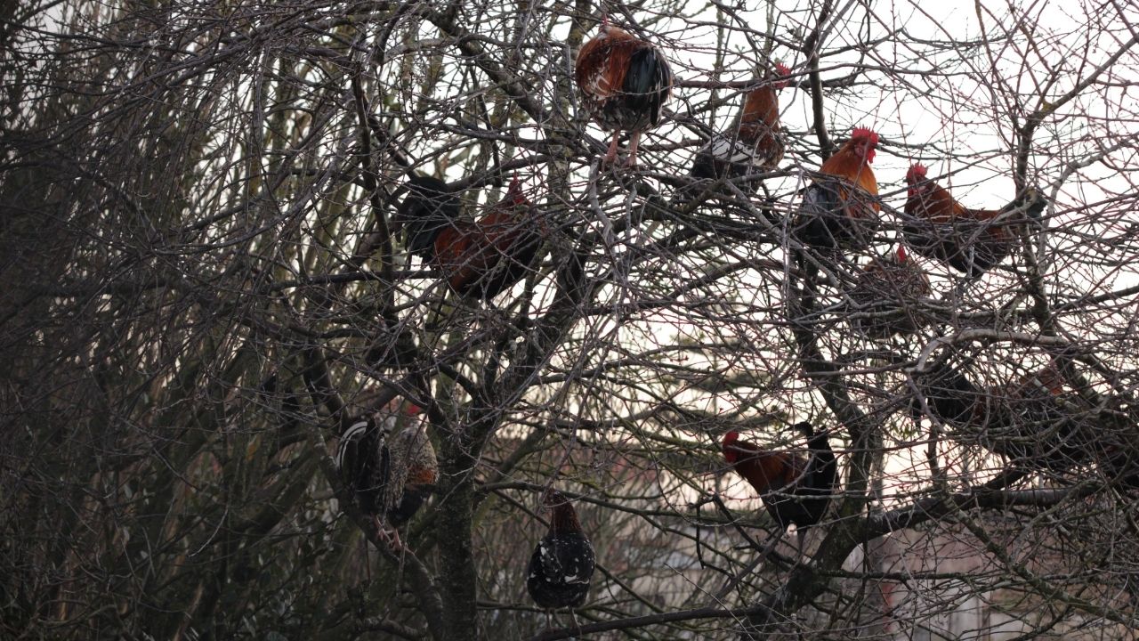 sliepky na strome