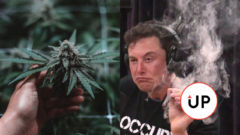 Fajčenie, Elon Musk, Marihuana