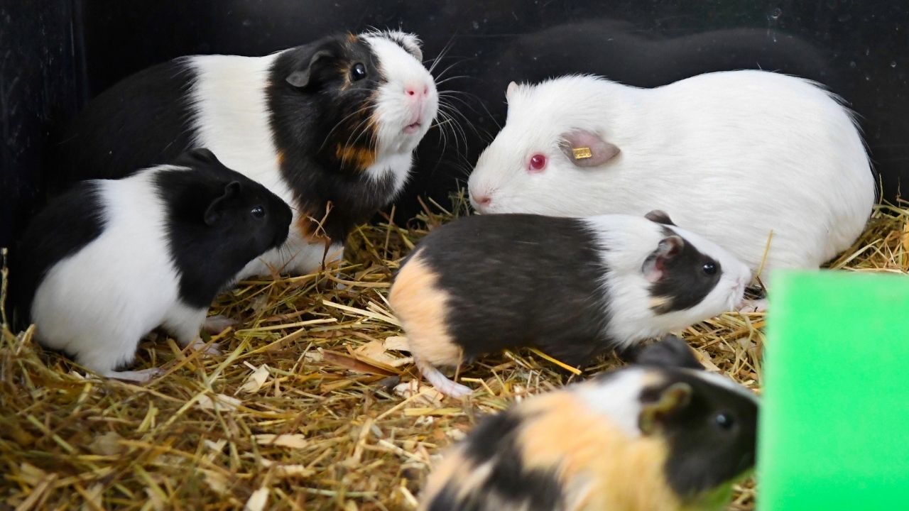 Testovanie vakcíny Sputnik V na morčatách