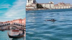 Delfíny v Benátkach