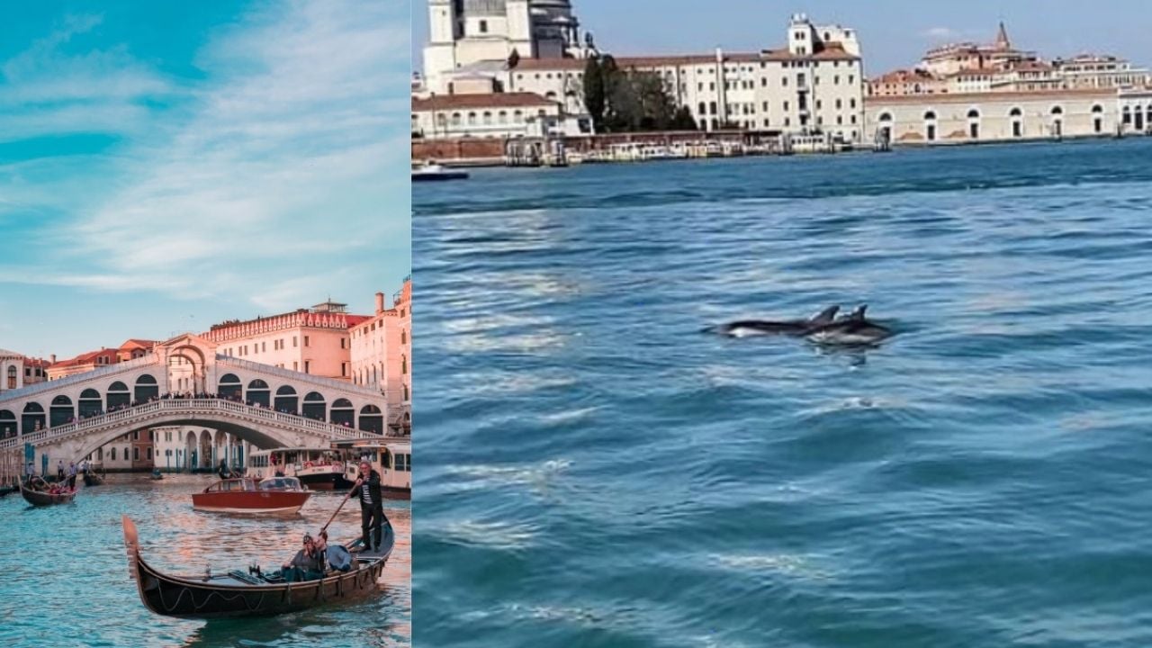 Delfíny v Benátkach