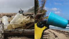 plasty ekológia výskum mikroorganizmy