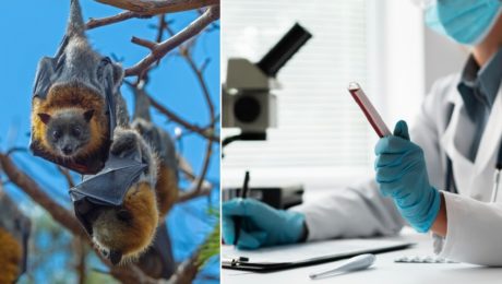 Štyri scenáre šírenia