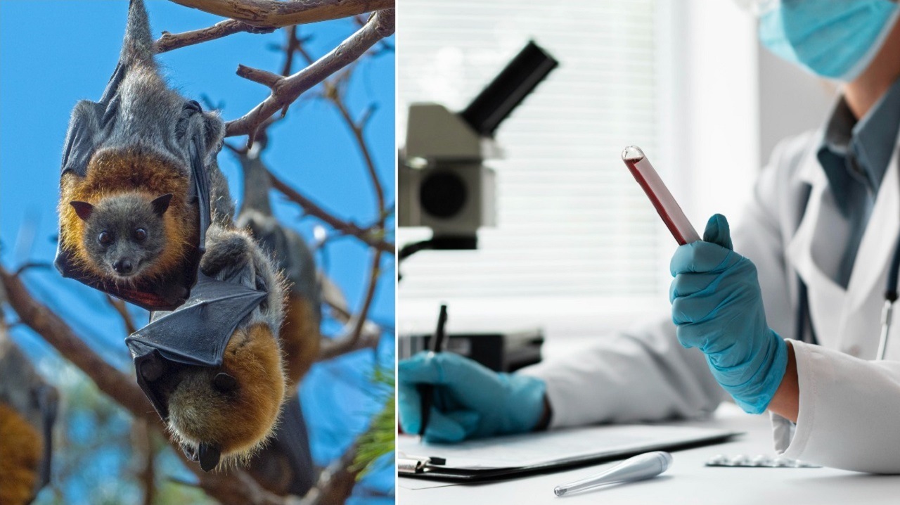 netopier, korona,laboratorium