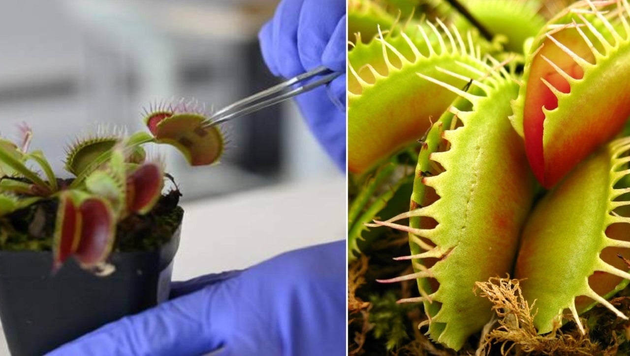 mäsožrave rastliny