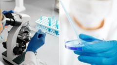 Laboratórium, Aspergillus flavus