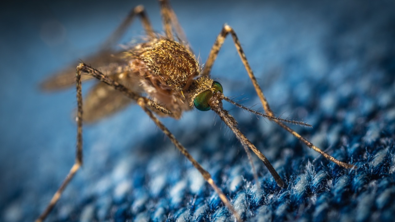 komáre Bill Gates hmyz zahraničie Florida