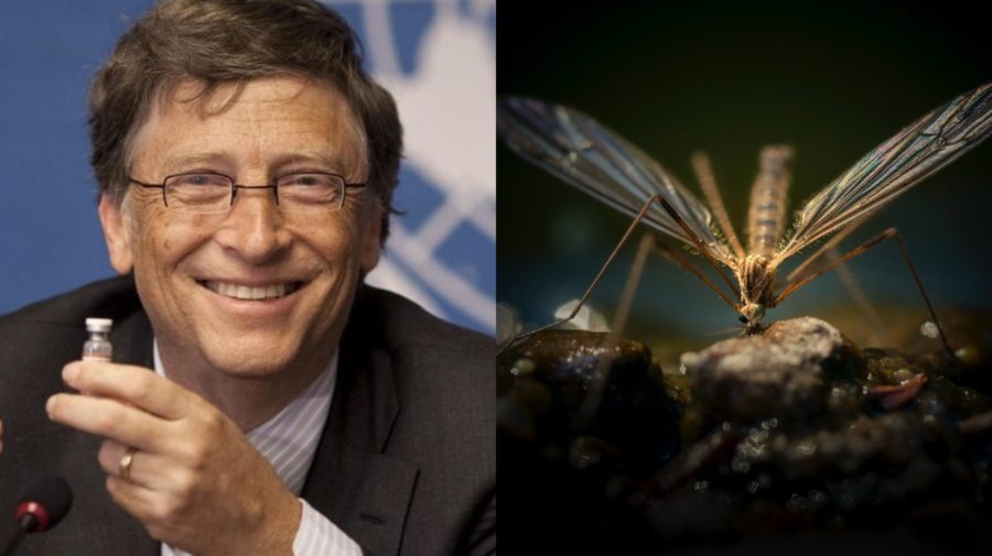 komáre Bill Gates hmyz zahraničie Florida