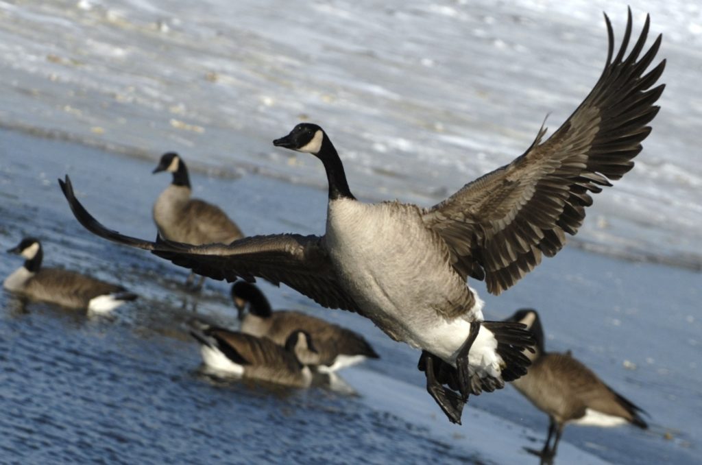 Vtáčia chrípka, divé vtáky