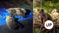 Vystrieľať, či nechať