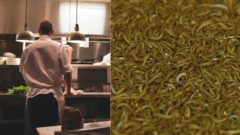 Zabudni na bryndzové