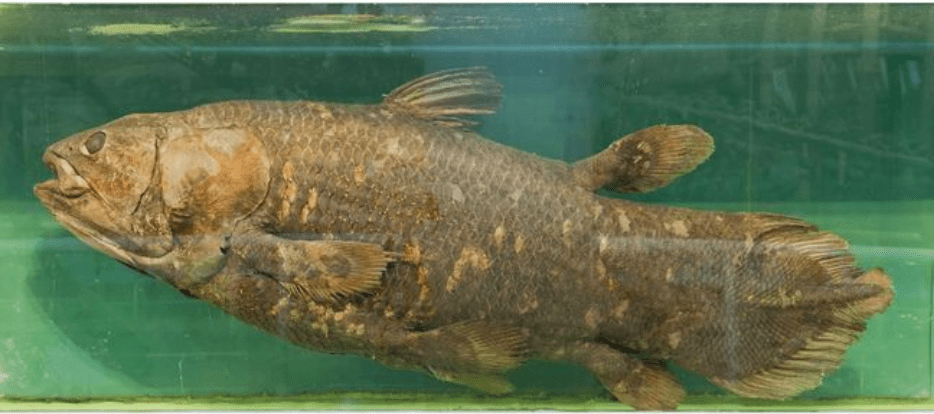 Coelacanth