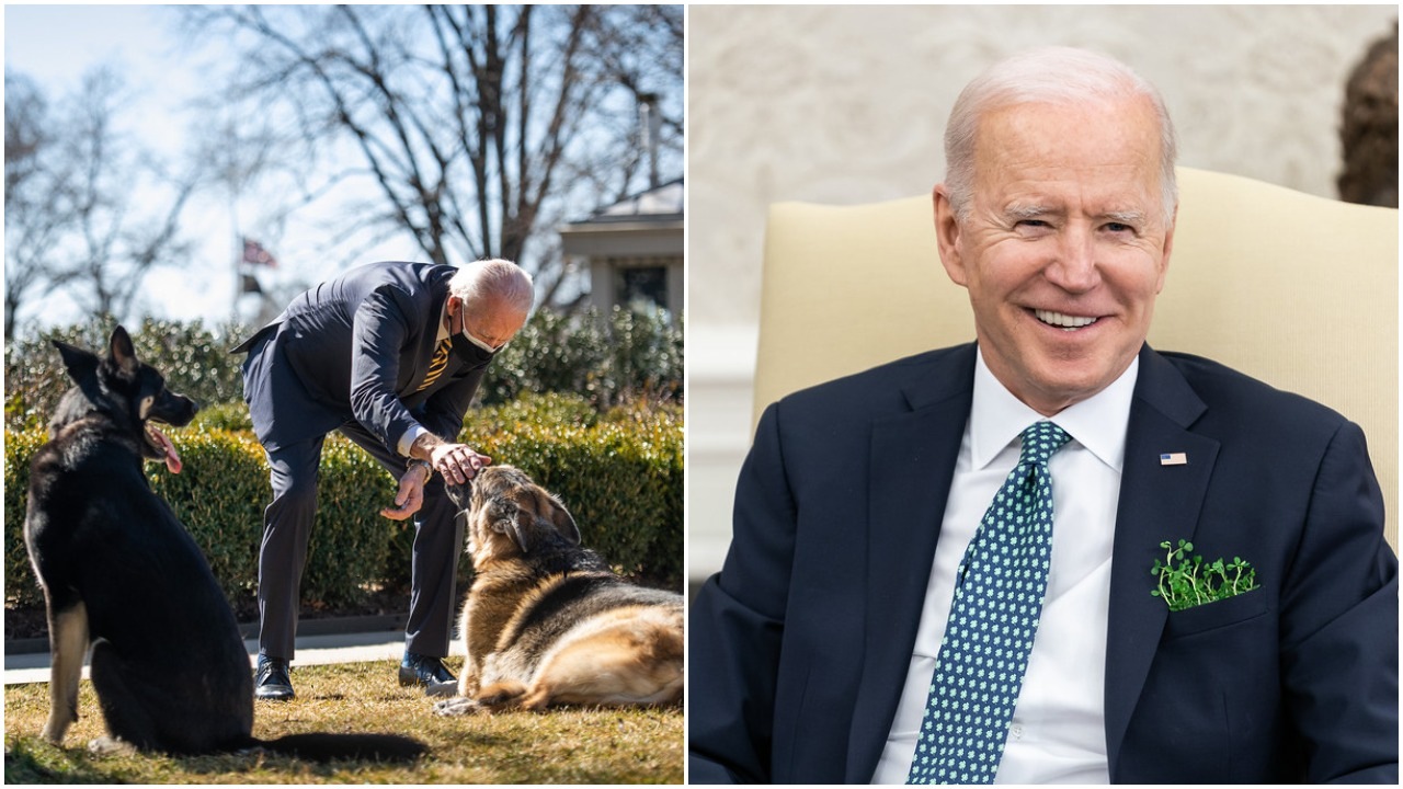 Biden psy