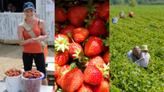 VEĽKÝ PREHĽAD: Toto