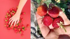 Nový „mutant“ zo