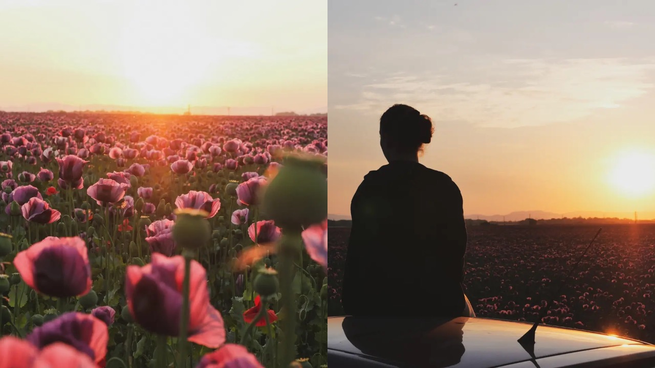 mak siaty slovensko príroda